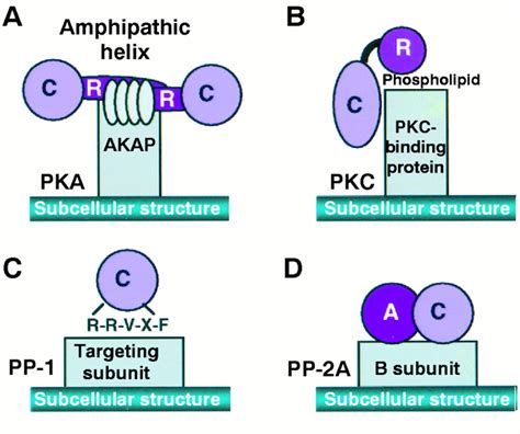 scaffold protein|adaptor protein vs scaffold protein.